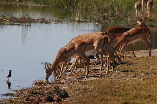 Impala and bird 